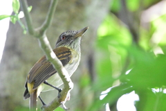 Attila spadiceus gaumeri