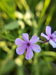 Phlox glaberrima interior