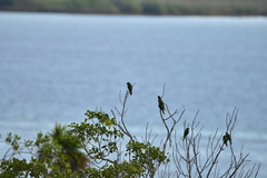 Eupsittula nana astec