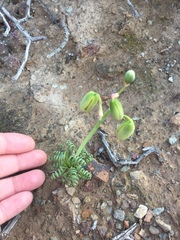 Albuca viscosa