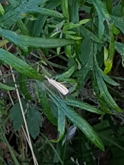 Agriphila selasella