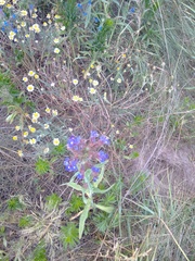 Anchusa procera