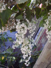 Buddleja dysophylla