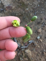 Albuca viscosa