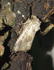 Oligia obtusa