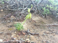 Albuca viscosa