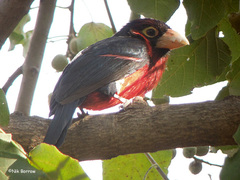 Lybius bidentatus aequatorialis