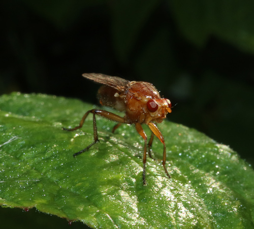 Hooded Dryomyza photo 3