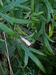 Agriphila selasella