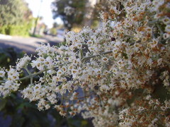 Buddleja dysophylla