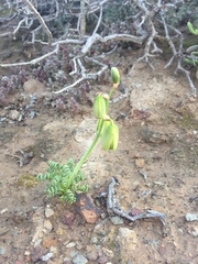 Albuca viscosa