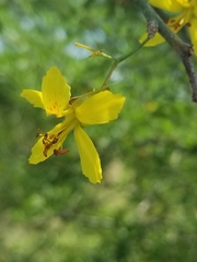 Parkinsonia texana macra
