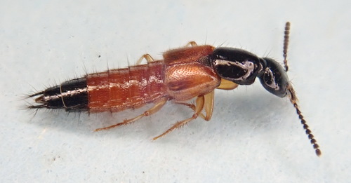 Large rove beetle photo 2