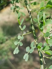 Parkinsonia texana macra
