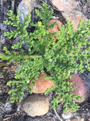 Arctotis aspera aspera