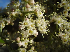 Buddleja dysophylla