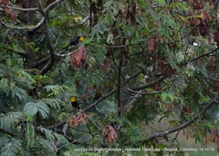 Chrysomus icterocephalus bogotensis
