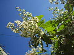 Buddleja dysophylla