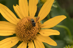 Paranthidium jugatorium