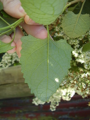 Buddleja dysophylla