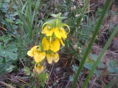 Rhynchocorys orientalis