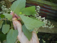 Buddleja dysophylla