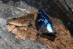 Charaxes cithaeron