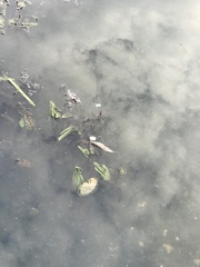 Potamogeton natans