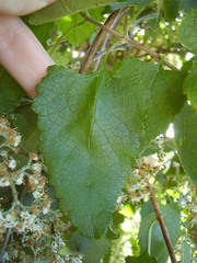 Buddleja dysophylla