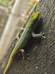Cameroon Dwarf Gecko photo 3