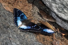 Charaxes cithaeron