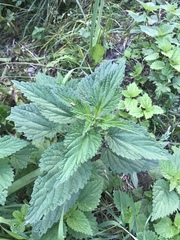 Urtica dioica