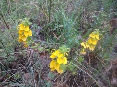 Rhynchocorys orientalis