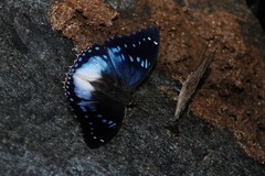 Charaxes cithaeron