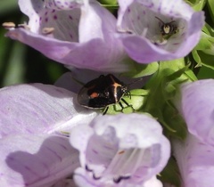 Cosmopepla lintneriana