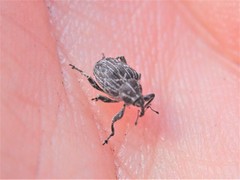 Mogulones geographicus