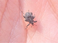 Mogulones geographicus