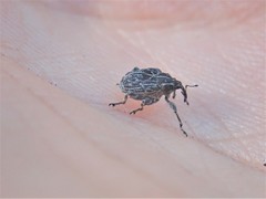 Mogulones geographicus