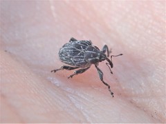 Mogulones geographicus