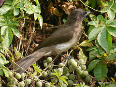 Pycnonotus barbatus schoanus