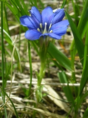 Gentiana dshimilensis