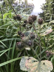 Arctium tomentosum