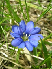 Gentiana dshimilensis