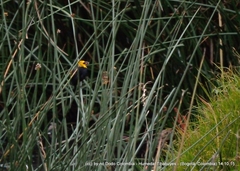 Chrysomus icterocephalus bogotensis