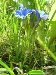 Gentiana dshimilensis