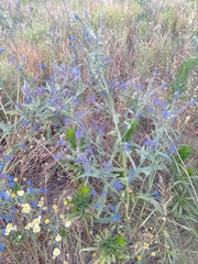 Anchusa procera