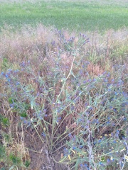 Anchusa procera