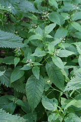 Circaea canadensis quadrisulcata