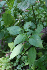 Circaea canadensis quadrisulcata