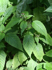 Circaea canadensis quadrisulcata